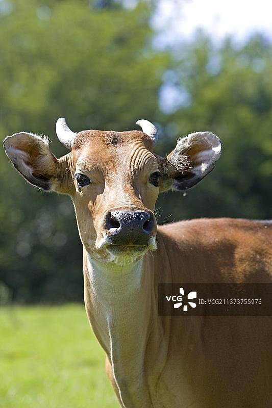 爪哇野牛肖像图片素材