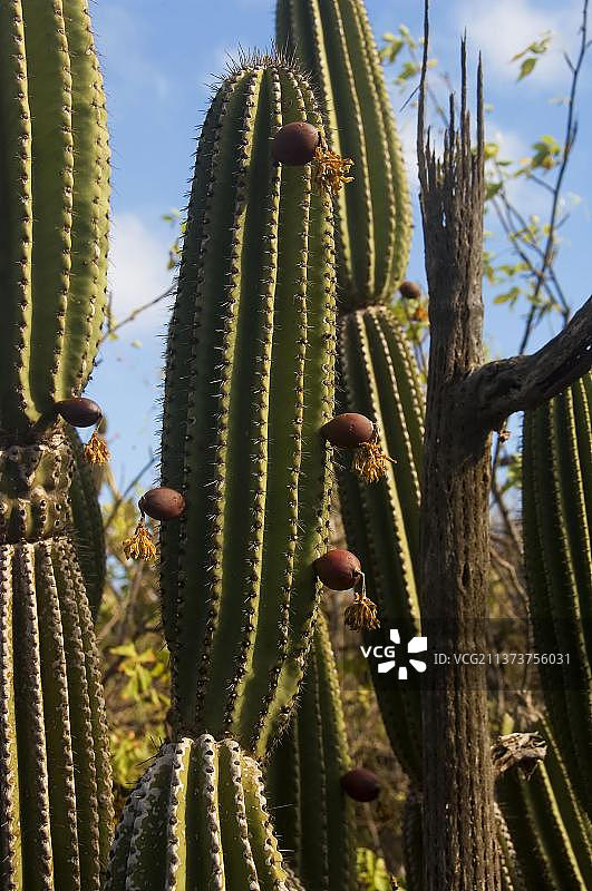 烛台仙人掌，圣克里斯托瓦尔岛，加拉帕戈斯群岛，厄瓜多尔，南美洲图片素材