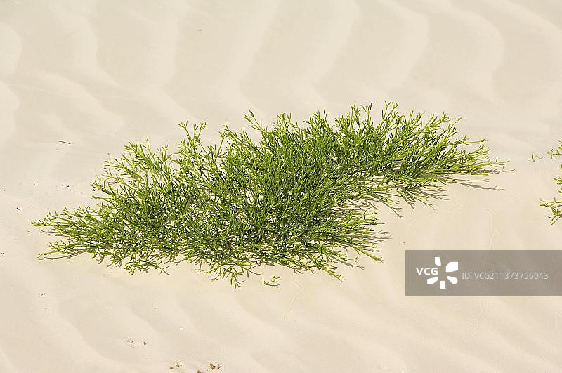 厄瓜多尔加拉帕戈斯群岛圣克里斯托瓦尔岛的海草图片素材