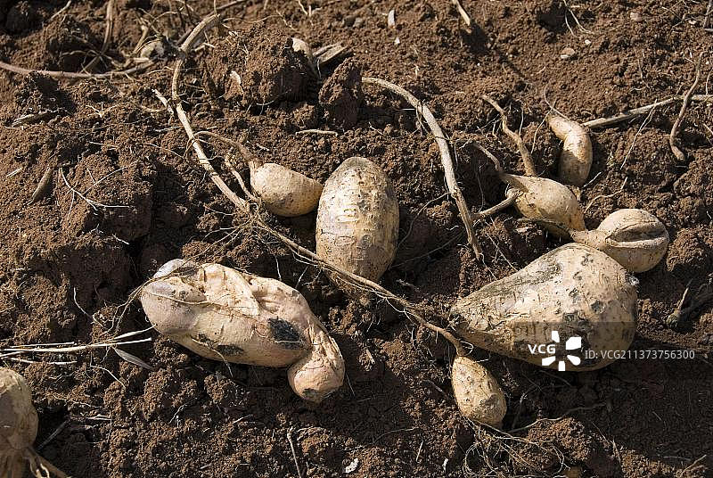 山药、古巴、红薯图片素材