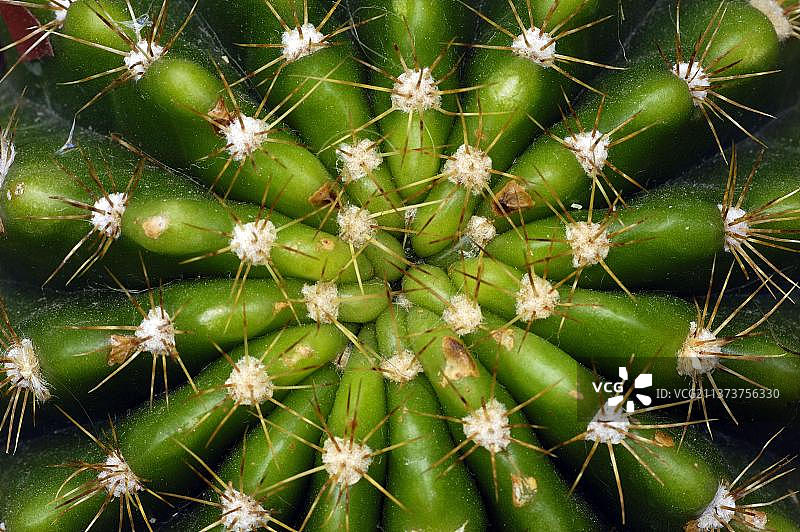 绿毛柱仙人掌图片素材