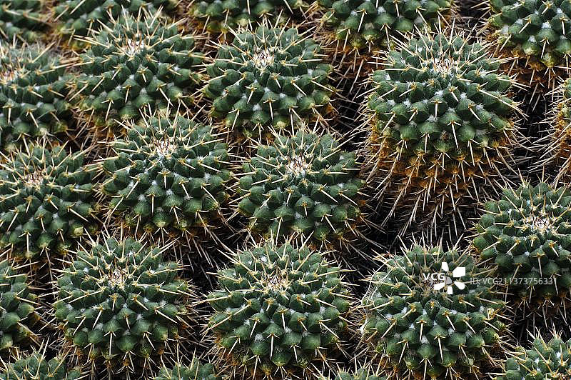 压缩乳突球图片素材