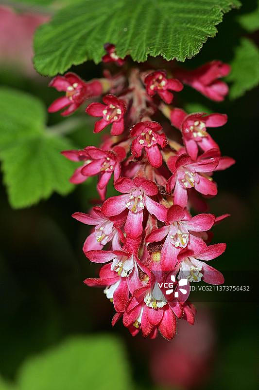 开花的红色醋栗图片素材