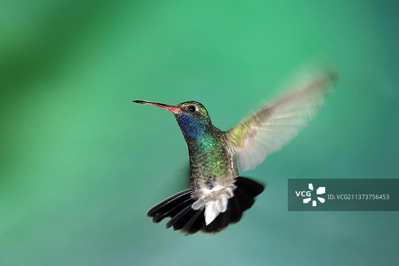 雄性宽嘴蜂鸟，美国亚利桑那州图片素材