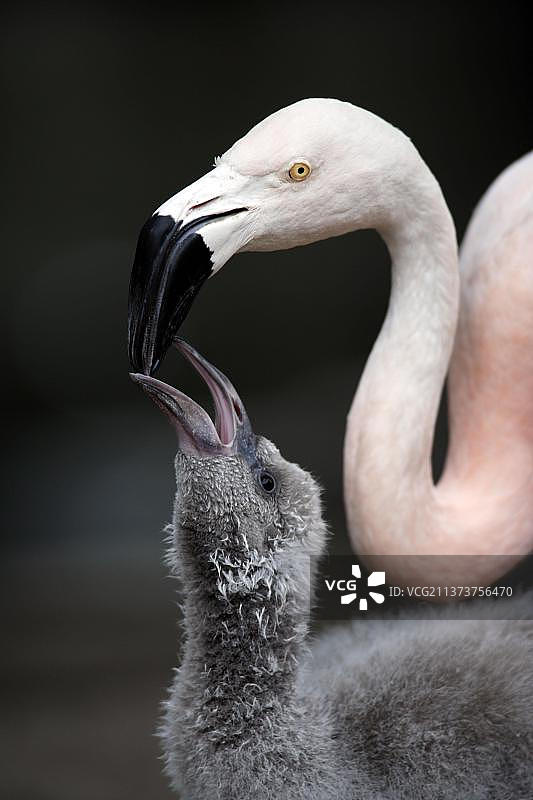 智利火烈鸟（Phoenicopterus chilensis）喂养幼鸟图片素材