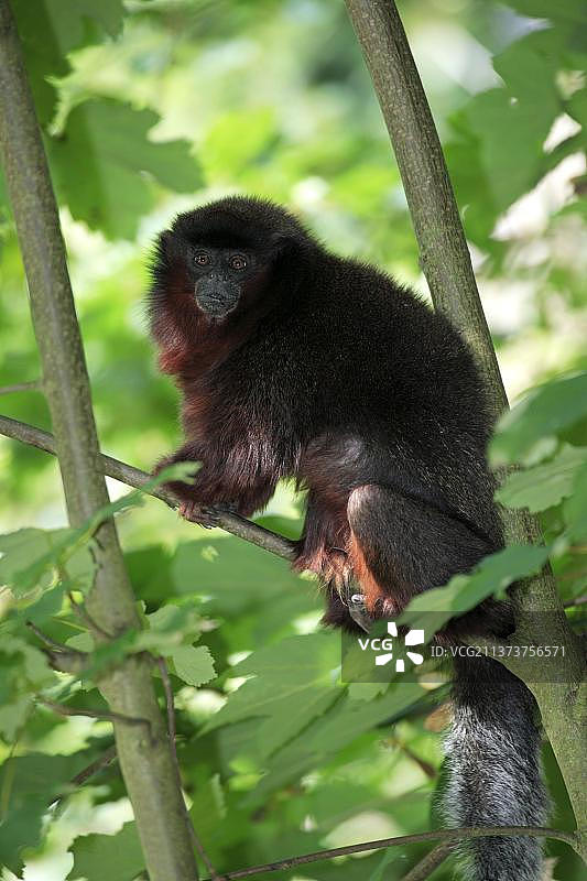 红伶猴图片素材