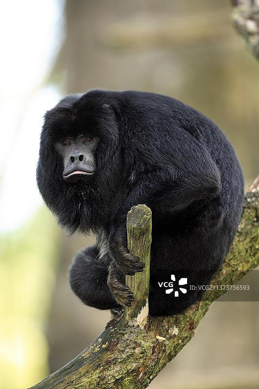 黑吼猴（雄性）图片素材