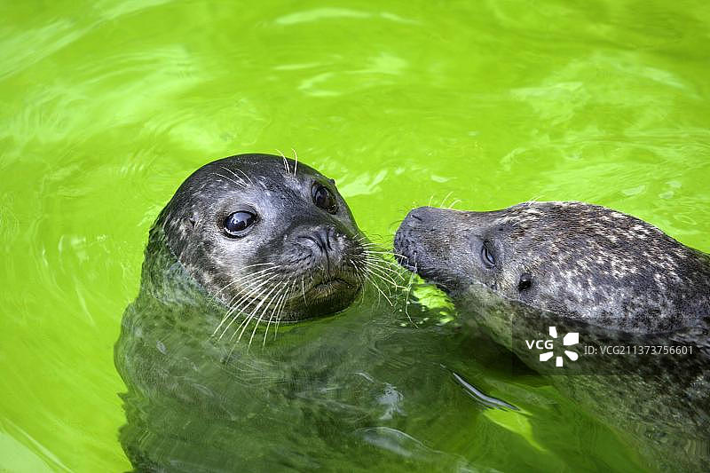 港海豹图片素材