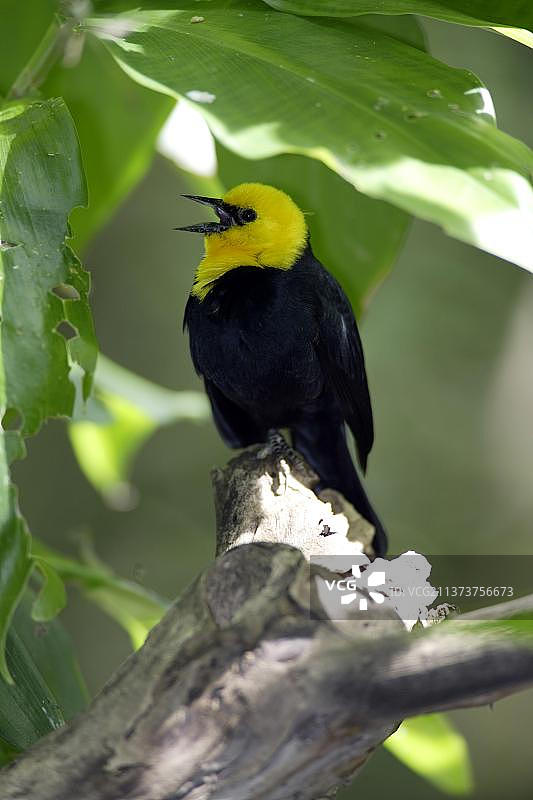 雄性黄头黑鹂图片素材
