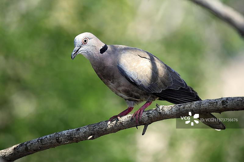 非洲哀鸽，克鲁格国家公园，南非，非洲图片素材