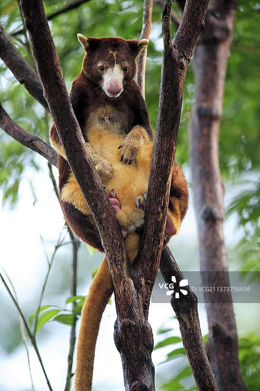 古氏树袋鼠图片素材