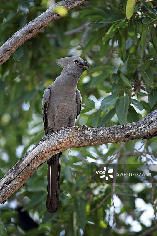 非洲南部克鲁格国家公园享受日光浴的灰蕉鹃图片素材