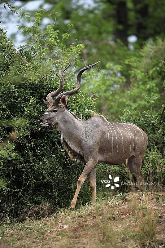 雄性大捻角羚，克鲁格国家公园，南非图片素材