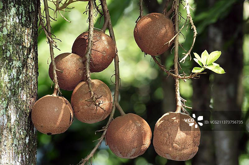 炮弹树（Couroupita guianensis）果实图片素材