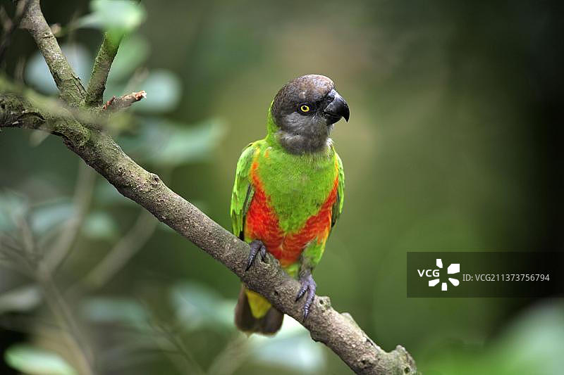 塞内加尔鹦鹉图片素材