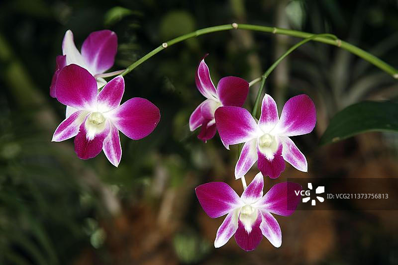 兰花（万代兰）图片素材