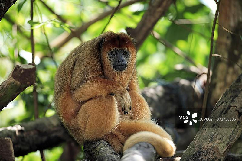 黑吼猴（Alouatta caraya），雌性图片素材