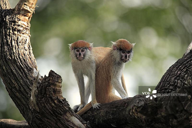 非洲冈比亚的赤猴图片素材