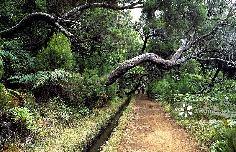 马德拉岛拉巴萨尔徒步小径图片素材