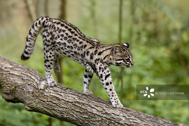 小虎猫，行走在树枝上图片素材