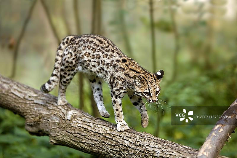 小虎猫，行走在树枝上图片素材