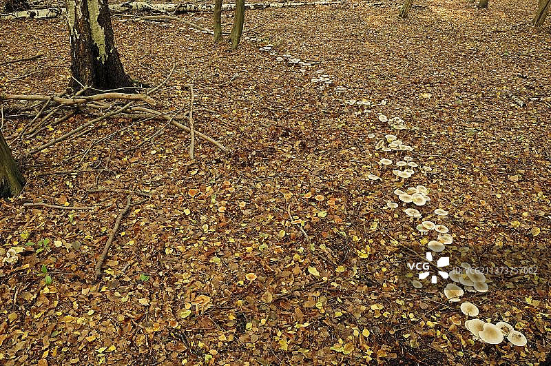 德国北莱茵-威斯特法伦的白蜡蘑菇图片素材
