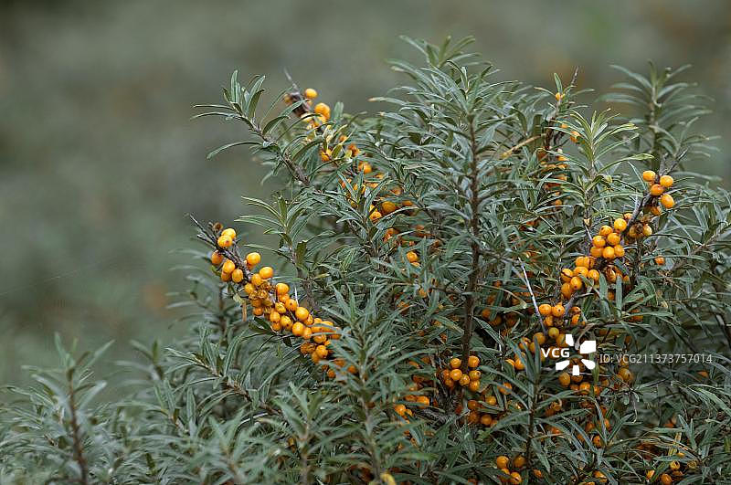夏季成熟的沙棘树枝图片素材