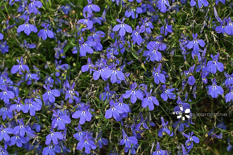 镶边山梗菜图片素材