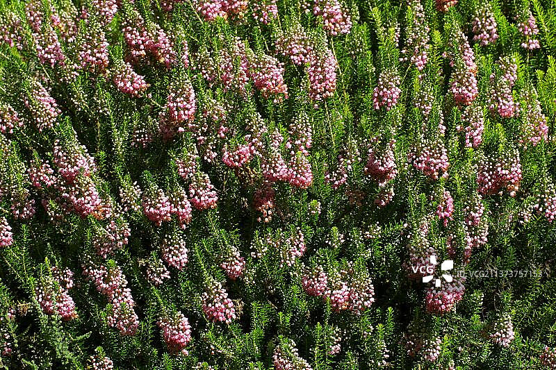 康沃尔石南花图片素材