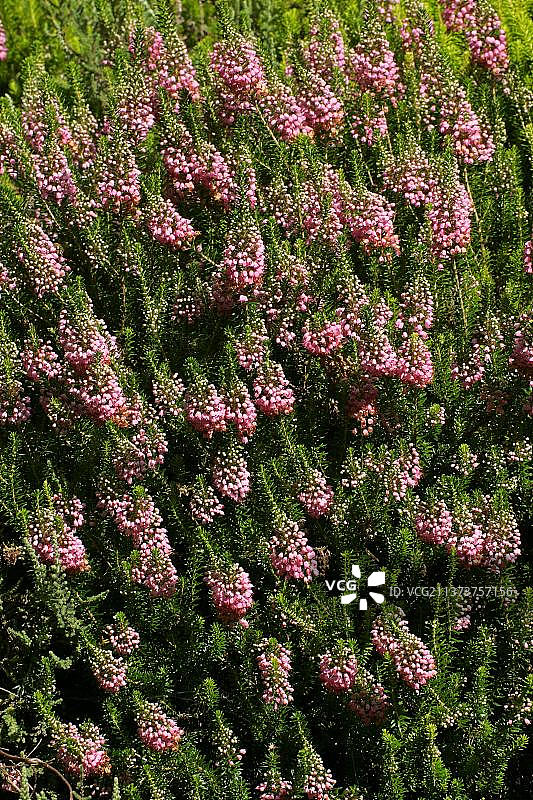 康沃尔石南花图片素材