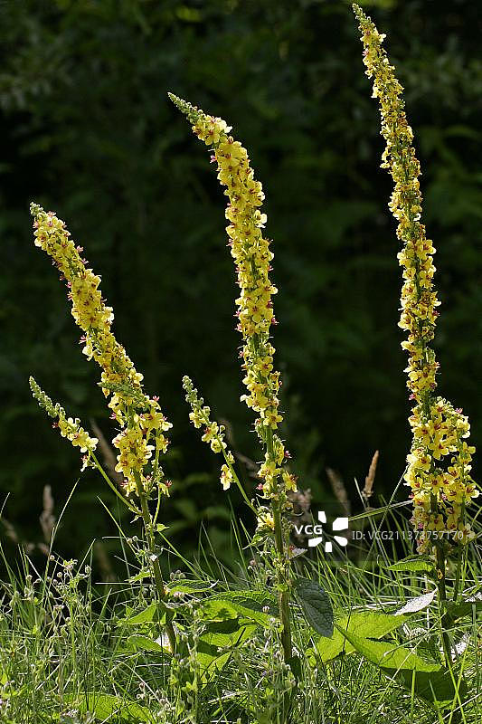 黑药 Verbascum nigrum图片素材