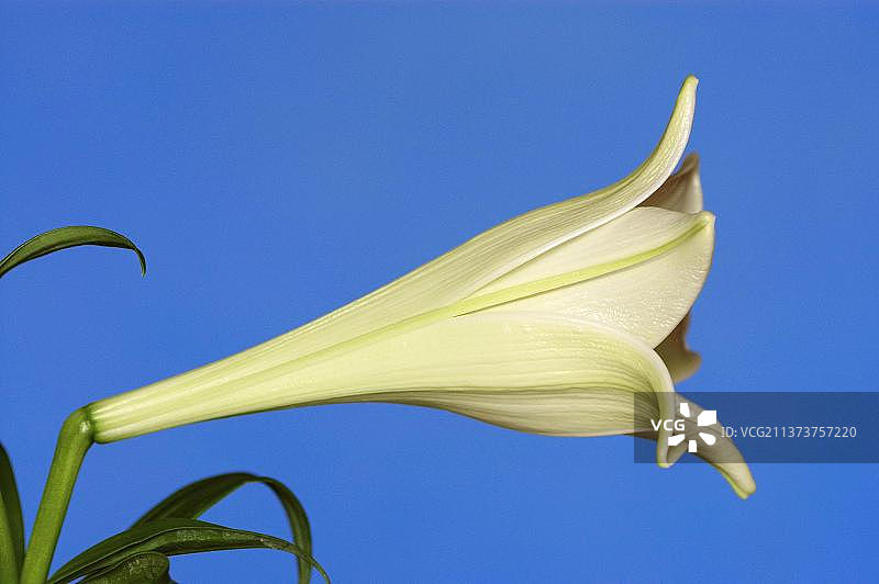 百合(百合花)图片素材