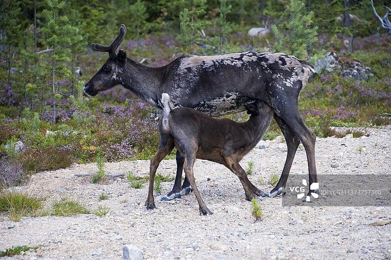 雌性驯鹿哺乳幼崽，拉普兰，芬兰图片素材