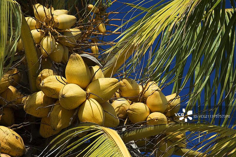 椰子树果实图片素材