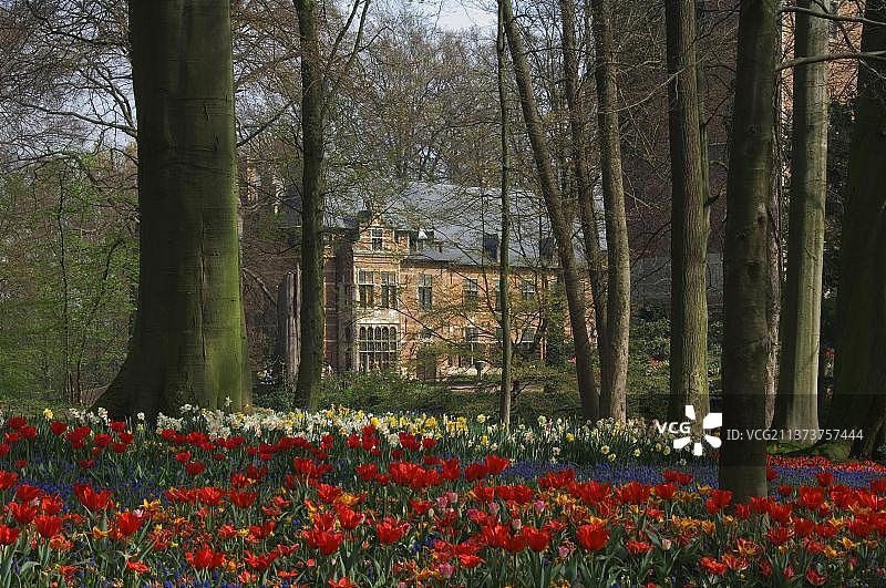 比利时Grand-Bigard城堡花园的郁金香和风信子花坛图片素材