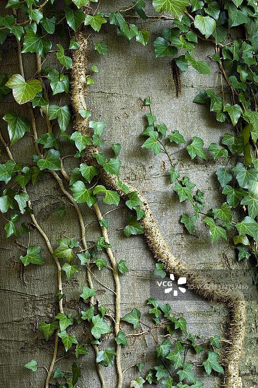 攀附在树干上的普通常春藤树干图片素材