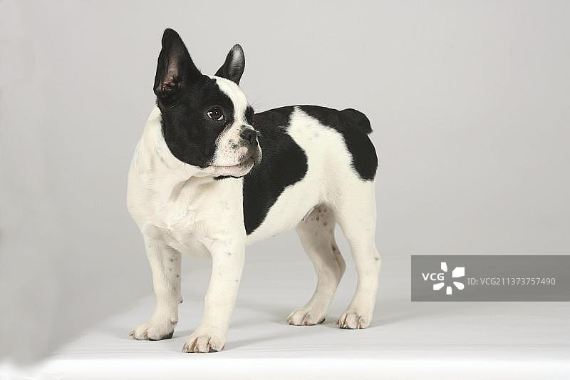 3个月大的法国斗牛犬幼犬图片素材