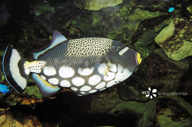 豹纹 triggerfish，侧面可拆卸图片素材