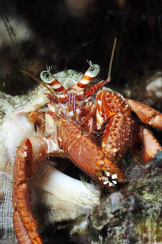大型寄居蟹图片素材
