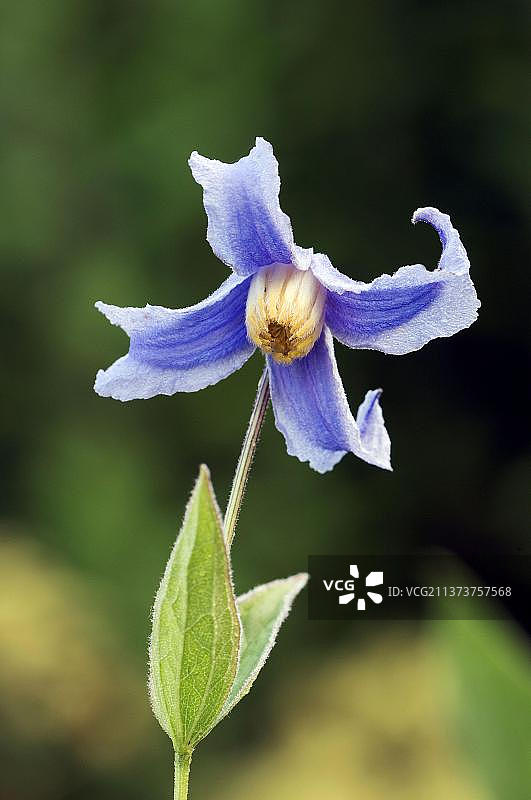 铁线莲图片素材