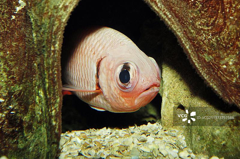 黑带鳞鲀图片素材