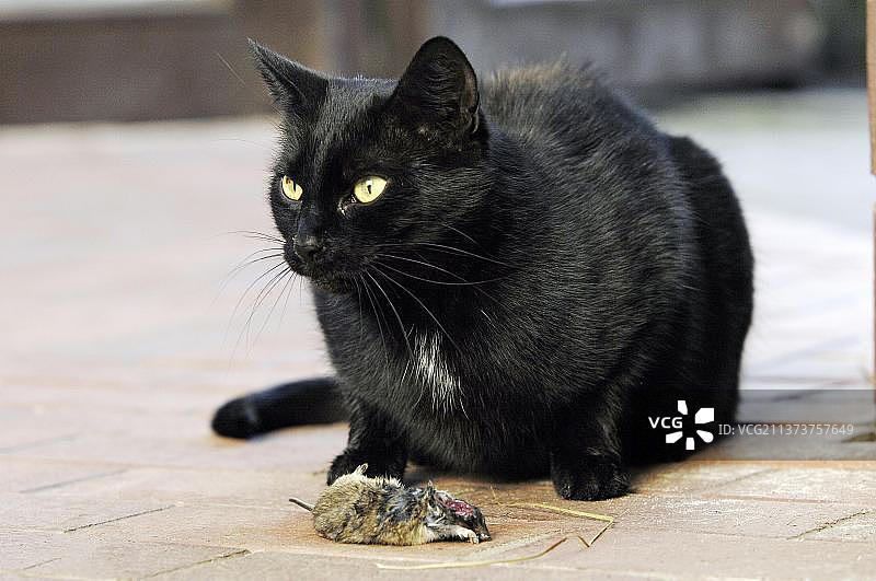 捕获老鼠的家猫图片素材