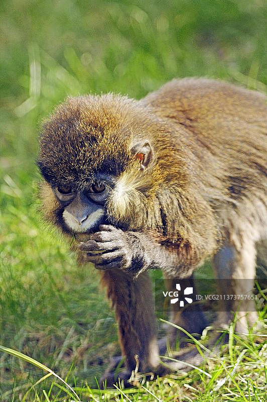 髭琴猴图片素材