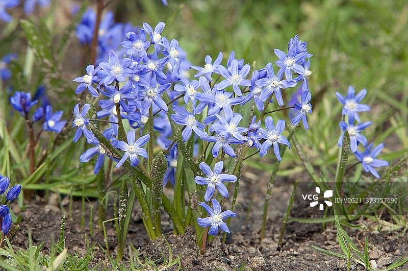 二叶蓝钟花图片素材