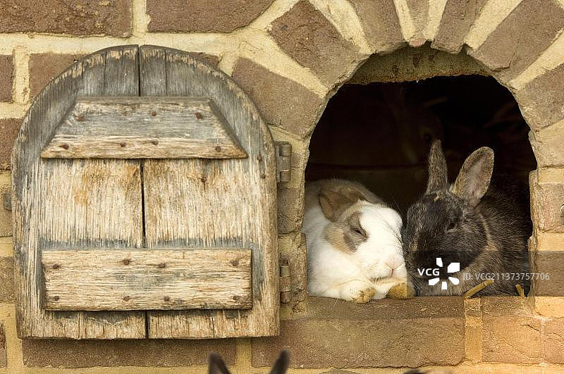 兔笼里的侏儒兔，家兔图片素材