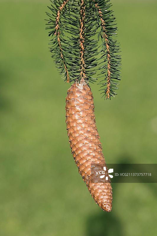 欧洲德国北莱茵-威斯特法伦州云杉（欧洲云杉）球果图片素材