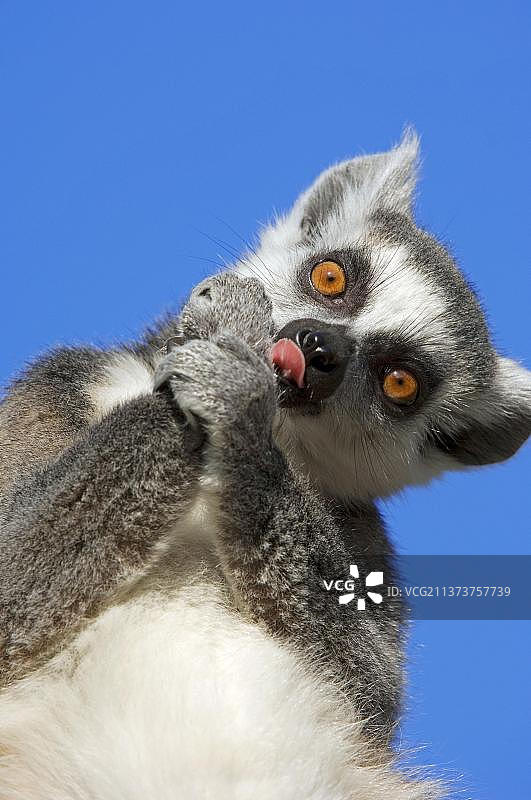 环尾狐猴（Lemur catta）图片素材