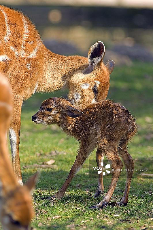 新生幼崽的雌性西塔通加羚羊图片素材