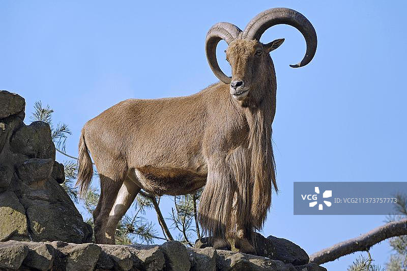 北非 Barbary 绵羊（雄性）图片素材