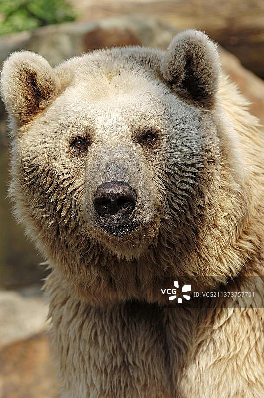 叙利亚棕熊（Ursus arctos syriacus）图片素材